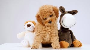 Plush Animal Toys